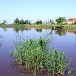 Horgásztó