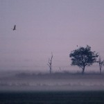 sziget_3